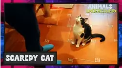 Scaredy Cat