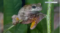 FrogWatch encourages volunteers to help protect their amphibian friends