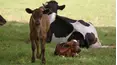 Baby Animals and Friends