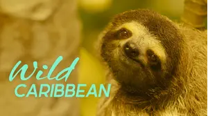 Wild Caribbean