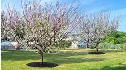 One-of-a-kind tree with 40 fruits makes its debut on Long Island