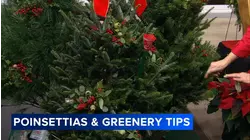 Poinsettias & Greenery tips
