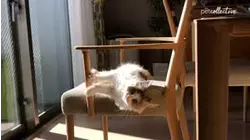 Cats & Dogs Unscripted
