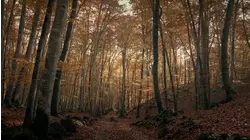 Skyfall