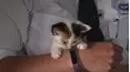Animal Rescue School