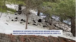 Avian flu suspected in dozens of crow deaths in Wallkill