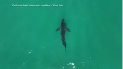 Scientists warn of shark surge this summer