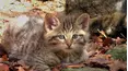 Baby Animals Around the World
