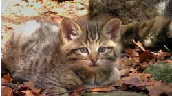 Baby Animals From Europe