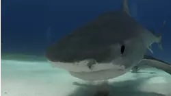 Bull Sharks in Cancun, Mexico
