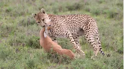 Hunting