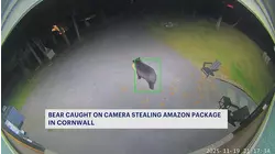 Bear caught on camera stealing Amazon package in Cornwall