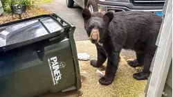 Bear Sightings Are on the Rise as They Emerge From Hibernation