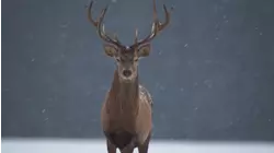 Stonehenge UFOs and More