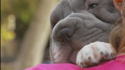 Puppy Love | Ep. 1.13