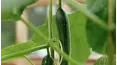 Grow Cook Eat
