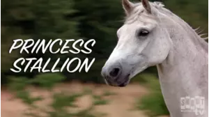 The Princess Stallion