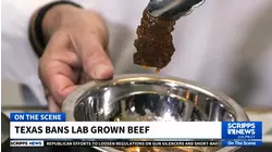 Texas governor signs law banning sale of lab-grown meat