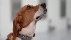 Are These Cancer Sniffing Canines the Future of Healthcare?