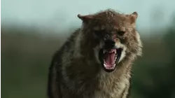 Wolves and Jackals