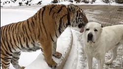Lions and Tigers and Bears, Oh Cute!