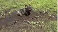 Animals Unscripted