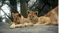 Baby Animals in Our World
