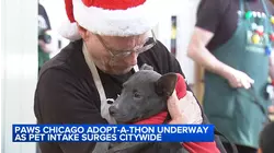 PAWS Chicago Holiday Adopt-A-Thon underway, pet intake surges citywide