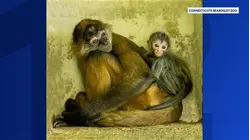 Beardsley Zoo announces naming contest for baby spider monkey