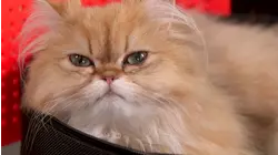 Ep. 1.1