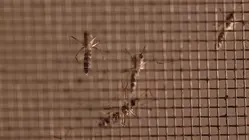 West Nile virus found in 11 Suffolk County mosquito samples