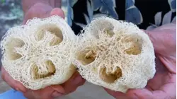 How 200,000 Luffas Become Kitchen Sponges