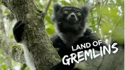 Lemur Spirit