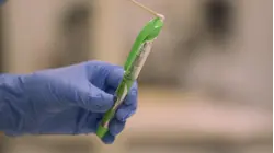 The Green Pen