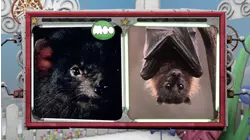 Astonishing Animals