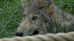 Break down negative stereotypes about an endangered species at the Wolf Conservation Center in South Salem