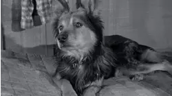 The Calico Dog