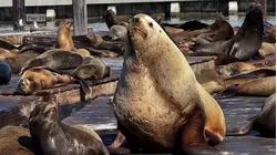 Meet Chonkers the Sea Lion Who Is Going Viral in San Francisco