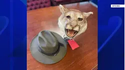 Illegal mountain lion head for sale leads to charge for Hudson Valley shop owner
