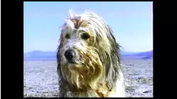 A Boy And His Dog [VHS Vault]