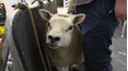 The Yorkshire Vet