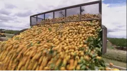 Why Florida's Orange Industry Is In Free Fall