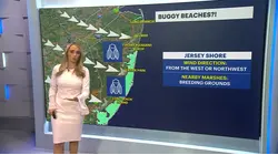 Explanation on why some beaches have more bugs than others