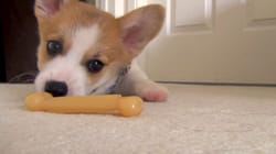 Pet Obsessed | Pets VS. Machines