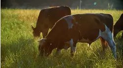 Head of cattlemen's trade group on Trump's plan to import Argentinian beef