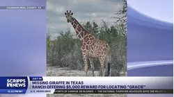 Wanted: Missing giraffe on the loose in Texas
