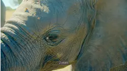 Elephants