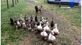 Crazy Fun Time Pet Countdown
