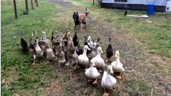 Crazy Fun Time Pet Countdown | Hard Workers