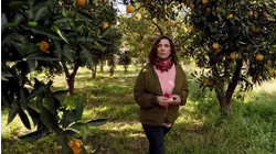 The World's Most Famous Olive